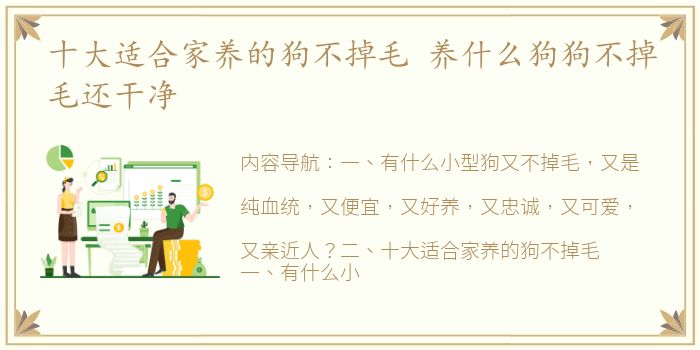 十大适合家养的狗不掉毛 养什么狗狗不掉毛还干净