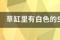 什么是真正的南美鱼缸？ 南美水草缸论坛