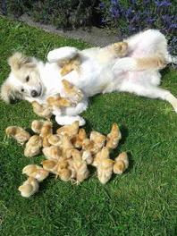 宠物狐狸和边境牧羊犬养哪个更好？ 新西兰牧羊犬
