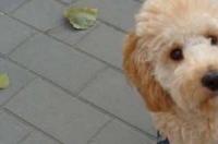 泰迪犬怎么养？ 贵宾犬怎么养?