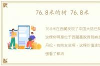76.8米的树 76.8米