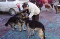 拉布拉多幼犬价格？ 拉布拉多大概价格