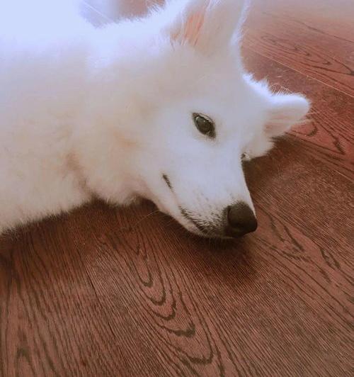 ef1c7a7512961aee