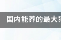 人可以饲养的最大的猫科动物？ 最大的猫科动物是什么