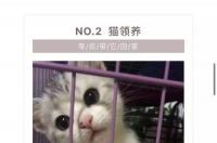 武汉哪有刚满月的小猫领养 武汉免费领养猫咪