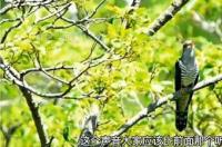 白头翁幼鸟公母都小叫吗？ 白头翁鸟叫声6分钟