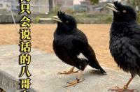 黑八哥鸟可以养吗？ 黑八哥会说话吗