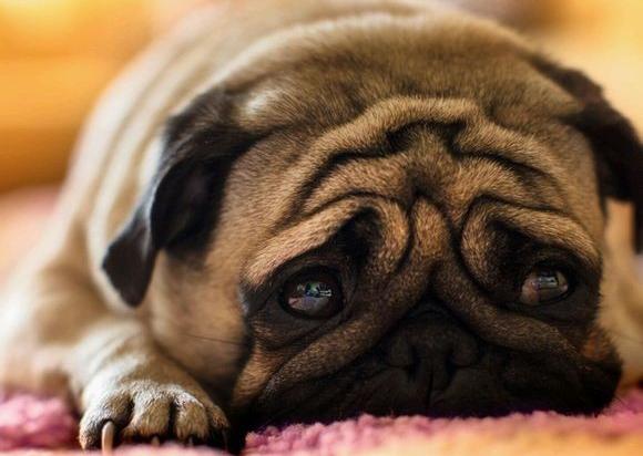 巴哥犬喜欢吃什么 应对挑食的狗狗