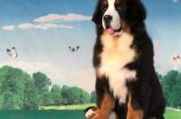 弗兰德牧牛犬可以养吗？ 伯恩山犬犬舍