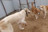 俄罗斯什么猎犬最好？ 俄罗斯的高狼犬