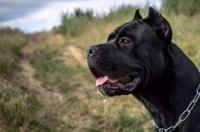冠毛犬是怎样的？ 冠毛犬认主人吗
