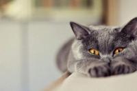 猫一共有几个品种？ 卡尔特猫性格