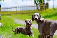 波音达犬护主吗？ 德国波音达猎犬多少钱