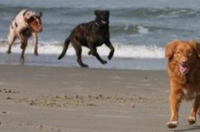 警犬训练方法口诀？ 猎犬怎么训练最好