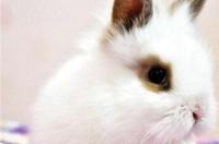 大家是怎样训狗晚上猎兔的？ 宠物兔如何训练