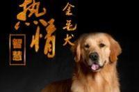 狗芯片原理？ 赛级犬芯片