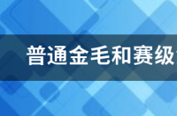 普通金毛和赛级金毛有什么区别? 赛级金毛什么意思