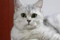 猫狂犬病潜伏期最长多久？ 猫得狂犬病的症状多久死亡
