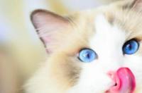 布偶猫短毛怎么看？ 怎么区分布偶猫纯不纯
