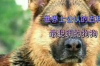 中华田园犬的智商排名？ 聪明的狗有哪些品种