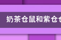 什么种类的仓鼠好养？ 紫仓仓鼠适合新手养吗