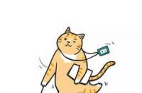 小猫猫藓可以自愈吗？ 猫癣会自愈吗