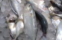 海洋鱼类分布？ 海鱼都有什么鱼