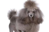 巨型贵宾犬怎么养 贵宾犬怎么养胖