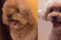 贵宾犬比赛可修剪的几种造型有什么？ 贵宾犬的造型修剪