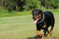 罗威纳犬适合什么人养？ 罗威纳犬能养吗