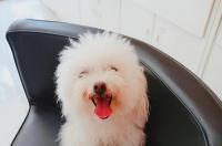 急!贝灵顿梗犬掉皮是怎么回事? 贝灵顿梗犬的缺点