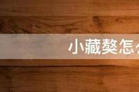 纯种藏獒有多大？ 藏獒怎么看纯不纯种