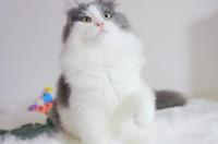 西伯利亚森林猫凶吗？ 西伯利亚森林猫价格多少钱一只