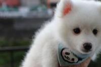 为什么银狐毛领很贵？ 银狐犬贵吗