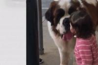 狗为什么要跑到别人家睡觉? 圣伯纳犬偷偷跑到别人家