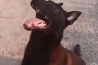 红马犬有几种？ 黄马犬和红马犬哪个好