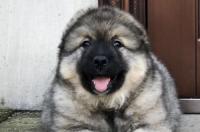 高加索犬与坎高犬哪个更加凶猛？ 坎高犬和高加索犬哪个更厉害