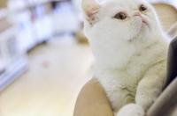 我家的猫咪体内有虫，怎么驱啊？ 博来恩和大宠爱哪个好