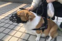 小区物业禁止业主养狗符合规定吗？ 禁狗小区