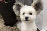 滨州禁养犬种？ 伯恩山 圣伯纳