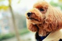 泰迪犬吃什么食物最好？ 贵宾犬吃什么食物好