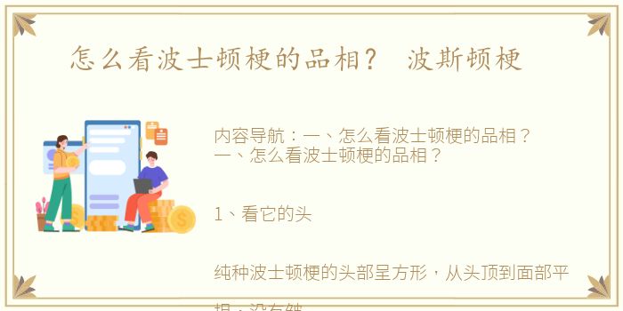 怎么看波士顿梗的品相？ 波斯顿梗