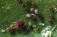 甲酸盐能治什么虫？ 阿维菌素主要治什么虫