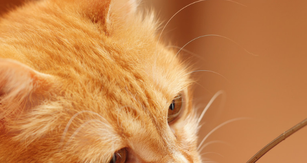 t014157adf3e792acfb.png