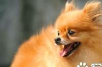 纯种白色博美犬价格 标准博美价格2000元左右 纯种黑色博美犬价格