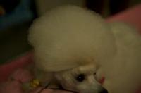 狗和猫的品种有哪些？ 宠物犬常见品种