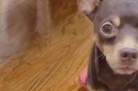 小鹿犬几个月开始听话？ 小鹿犬换主人能养熟吗