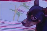 长耳朵的老爷狗叫什么？ 鹿犬多久能认新主人