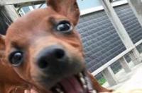 鹿犬晚上叫怎么办？ 小鹿犬爱叫吗