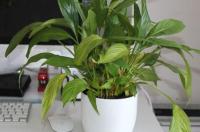 除甲醛绿植第一名？ 除甲醛植物